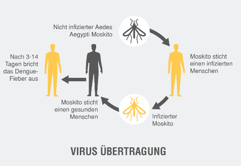 Dengue Übertragung